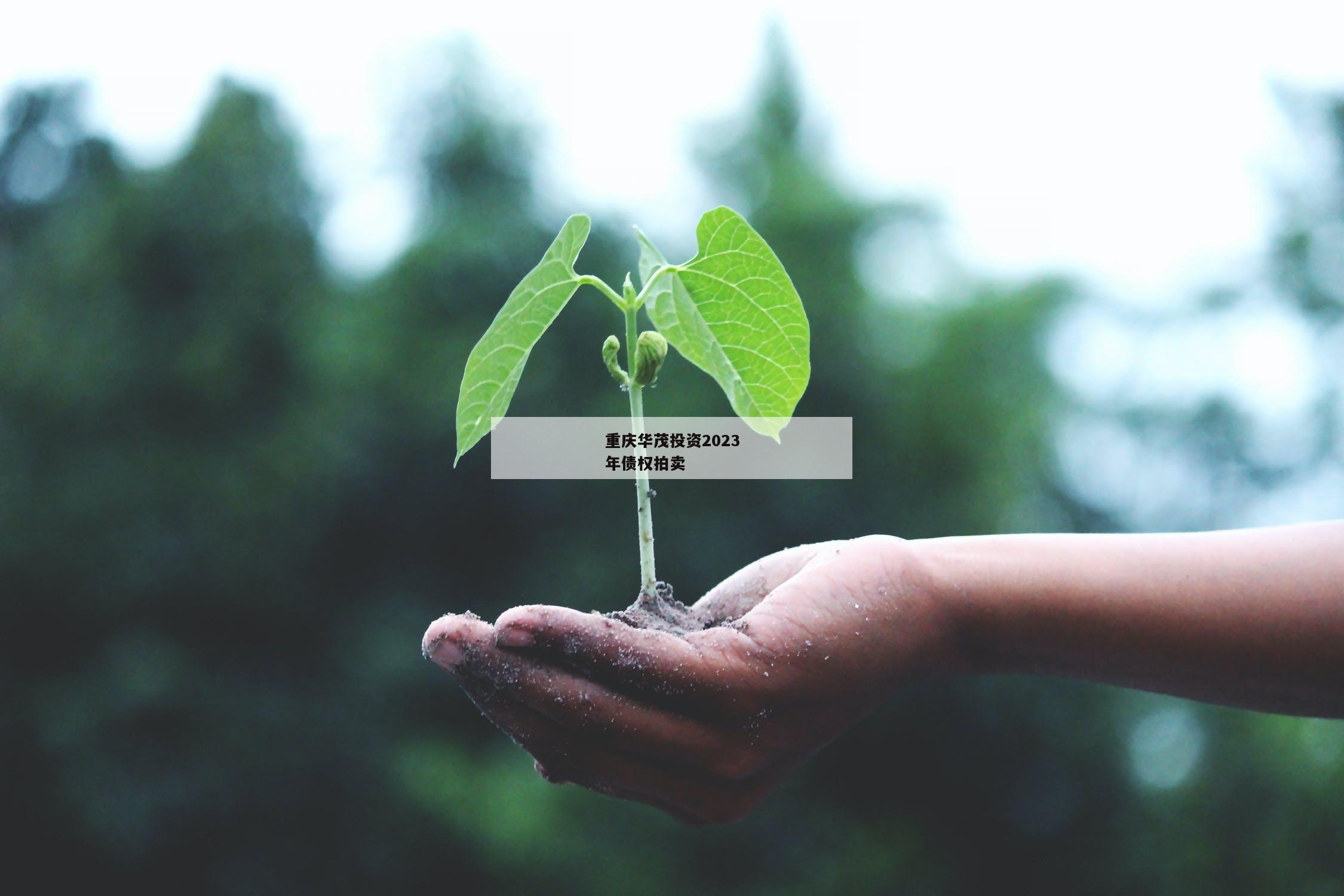 重庆华茂投资2023年债权拍卖